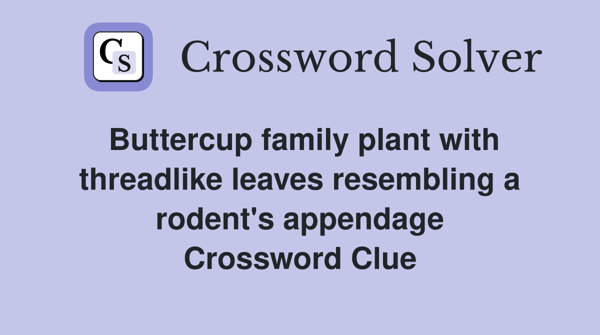Buttercup family plant with threadlike leaves resembling a rodent's appendage Crossword Clue