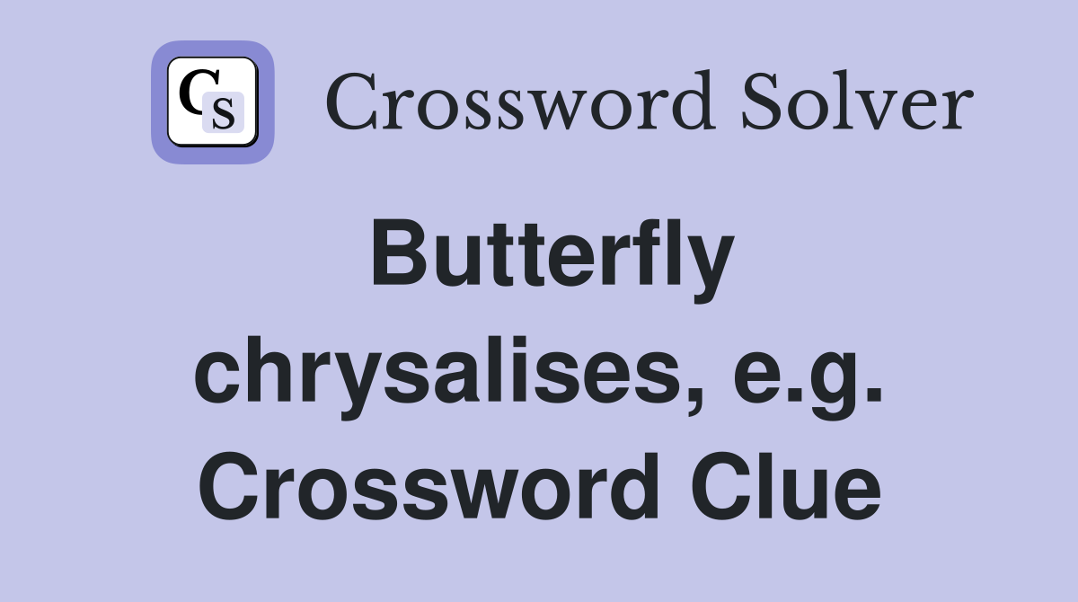 Butterfly chrysalises, e.g. Crossword Clue