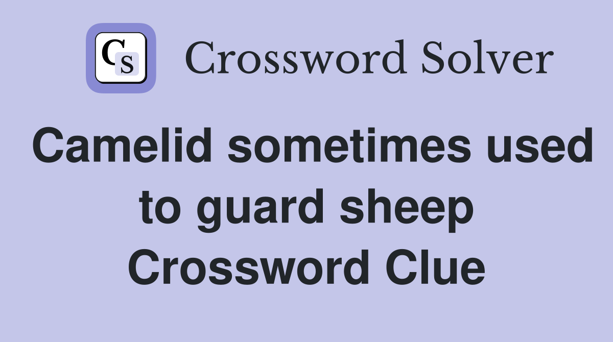 Camelid sometimes used to guard sheep Crossword Clue
