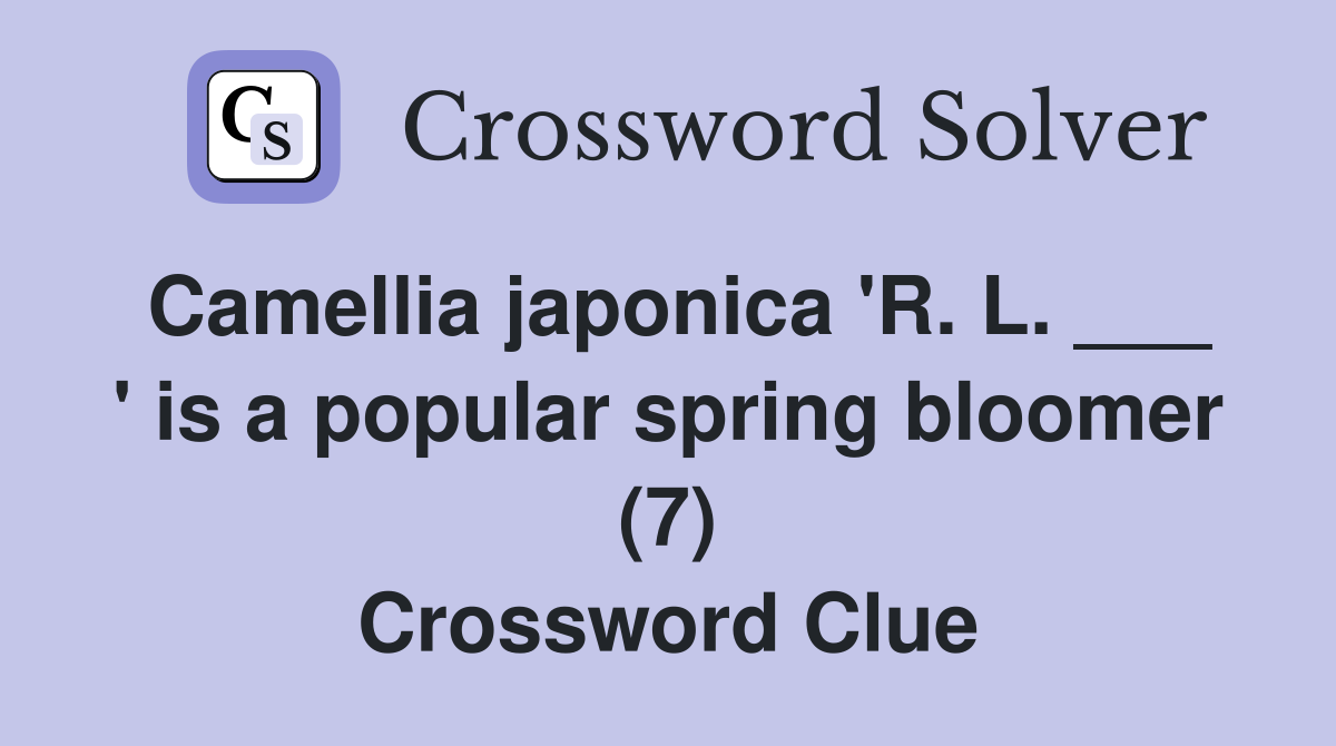 Camellia japonica 'R. L. ___ ' is a popular spring bloomer (7) Crossword Clue