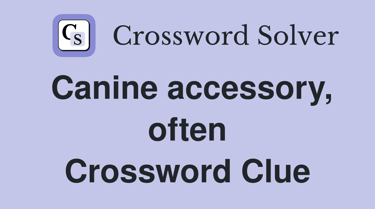 Canine accessory, often Crossword Clue