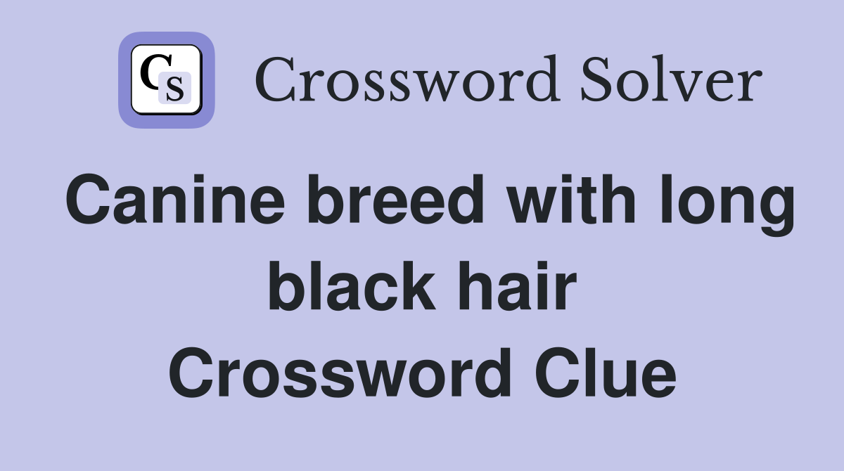 Canine breed with long black hair Crossword Clue