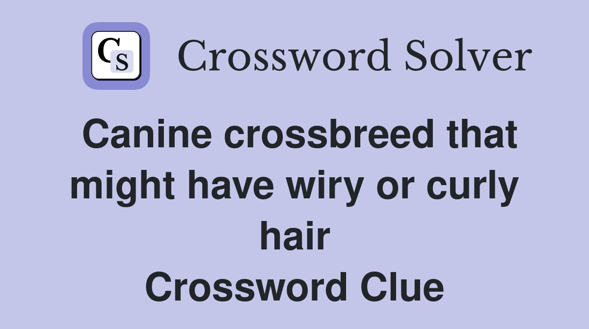Canine crossbreed that might have wiry or curly hair Crossword Clue