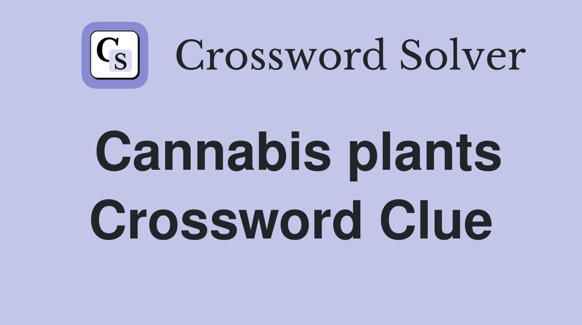 Cannabis plants Crossword Clue