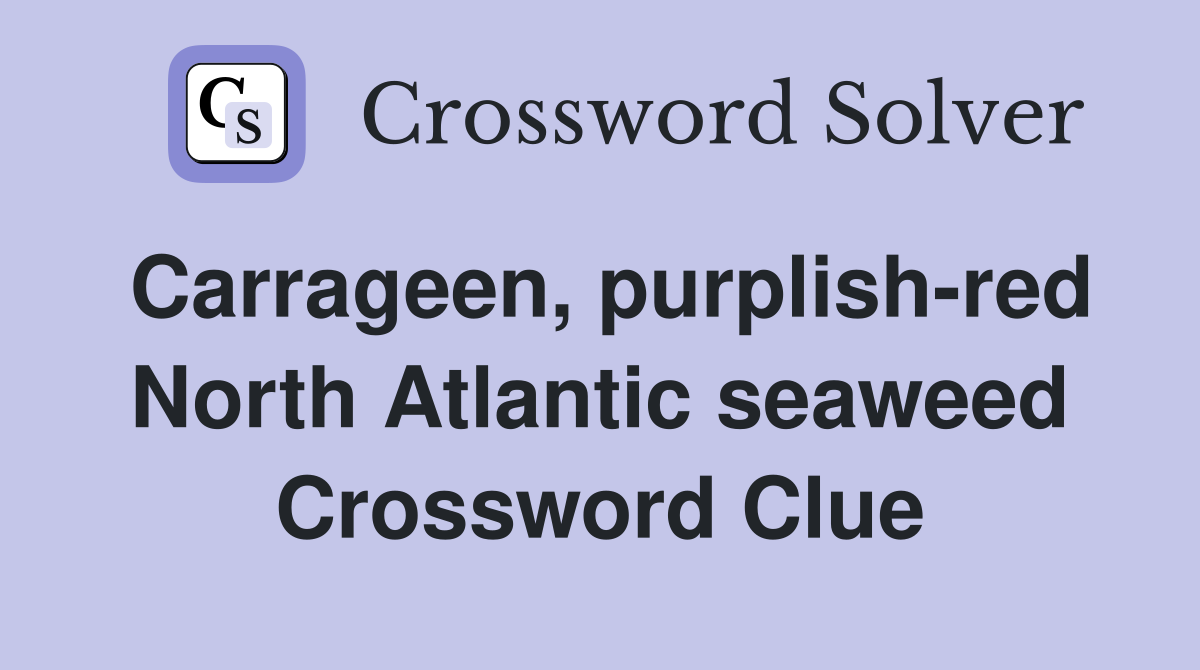 Carrageen, purplish-red North Atlantic seaweed Crossword Clue