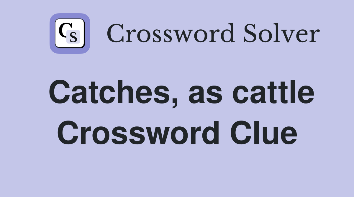 Catches, as cattle Crossword Clue