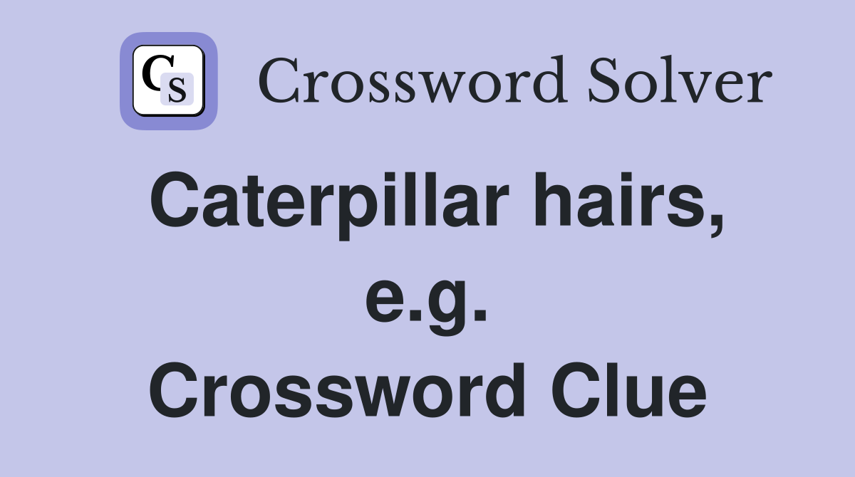Caterpillar hairs, e.g. Crossword Clue