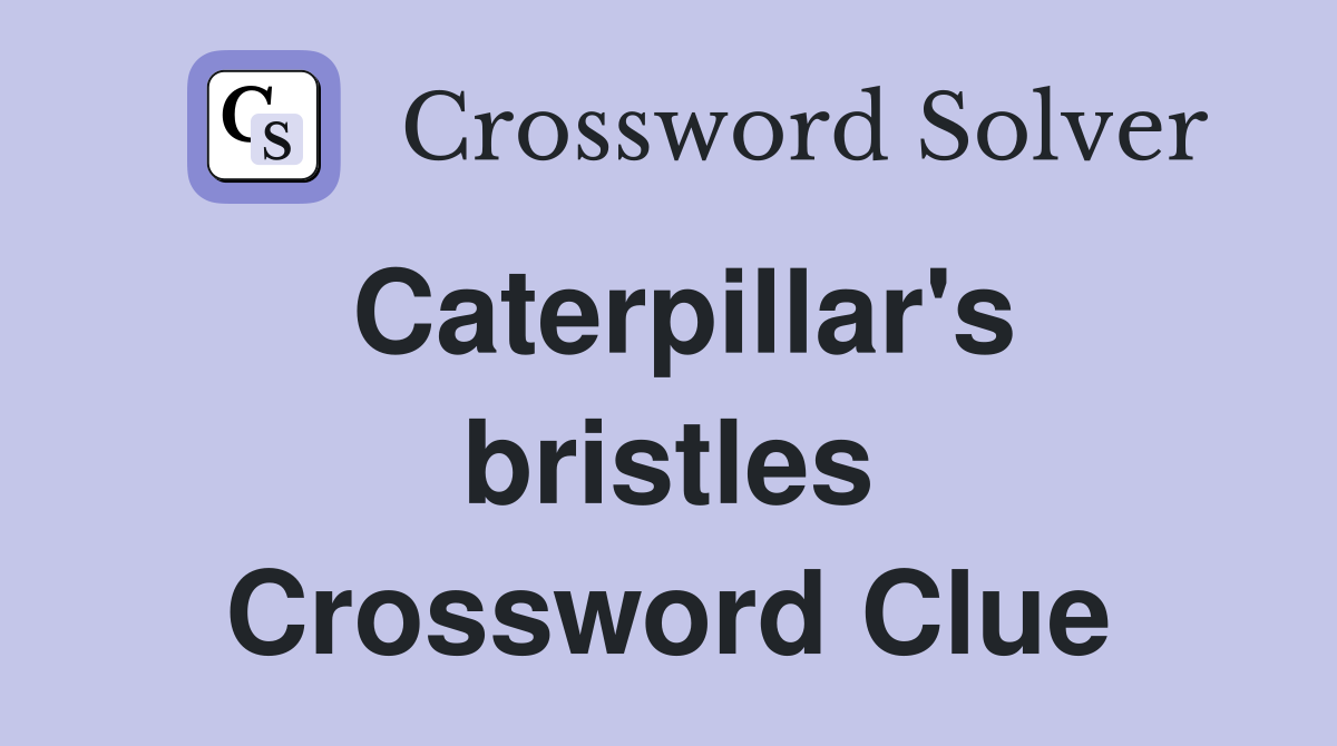 Caterpillar's bristles Crossword Clue