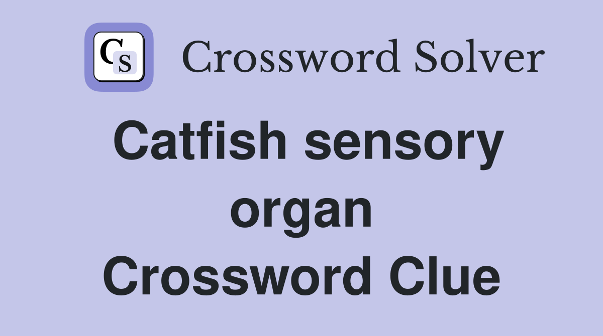 Catfish sensory organ Crossword Clue