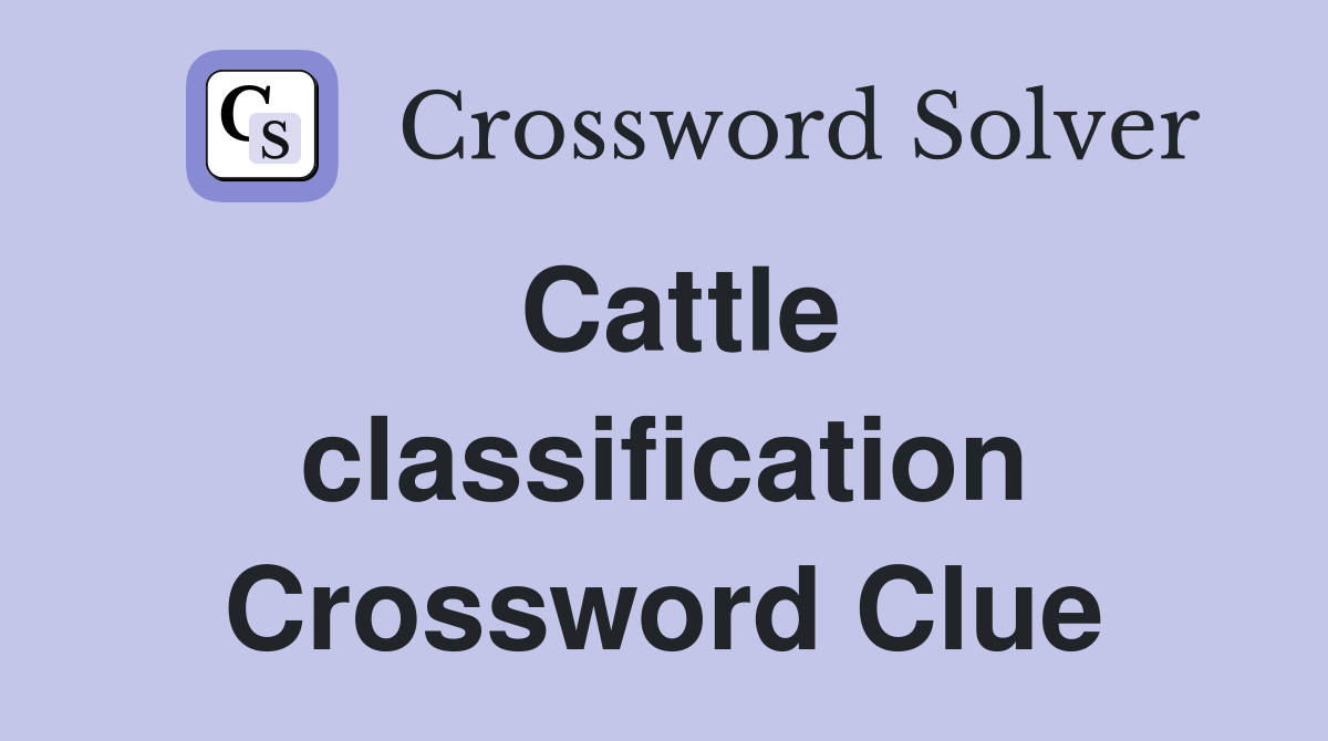 Cattle classification Crossword Clue