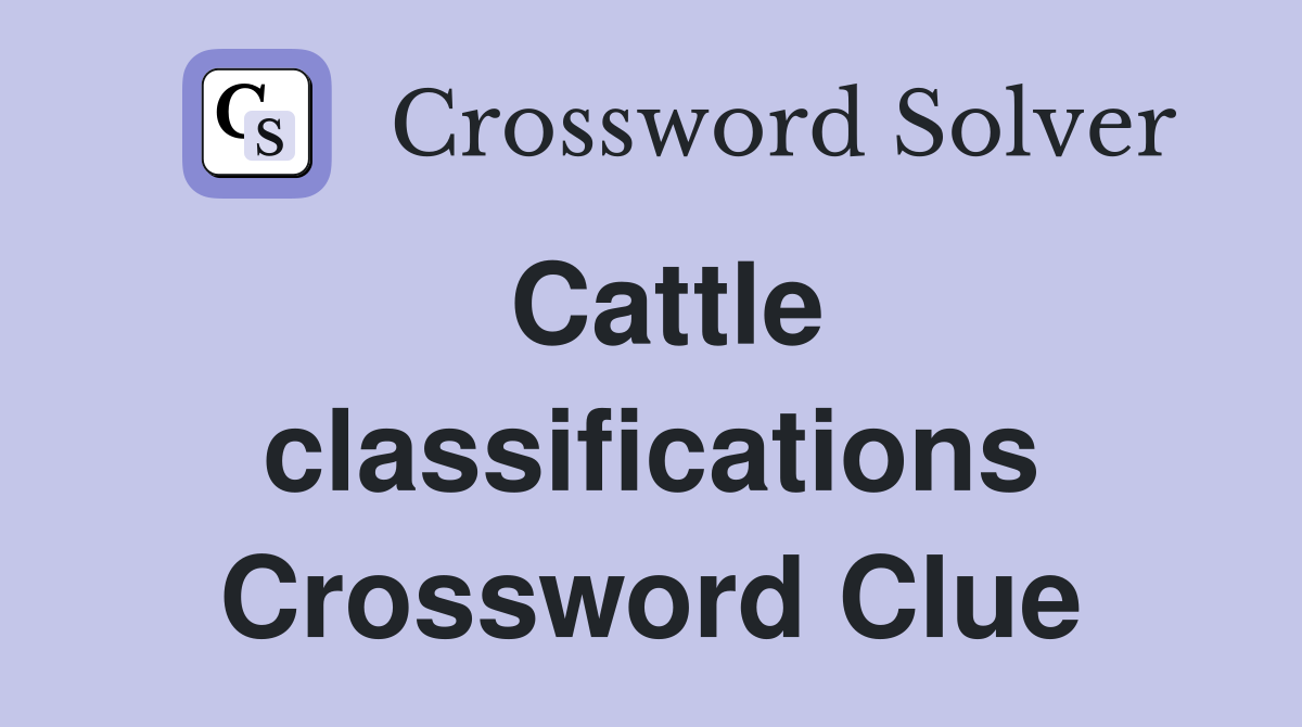 Cattle classifications Crossword Clue