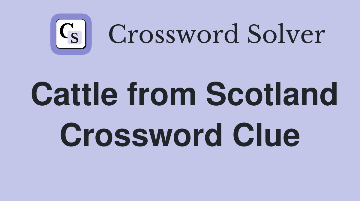 Cattle from Scotland Crossword Clue