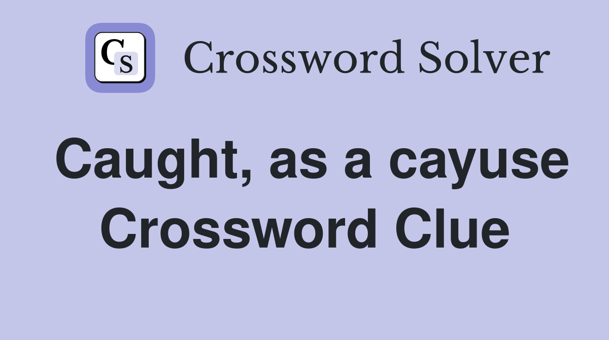 Caught, as a cayuse Crossword Clue