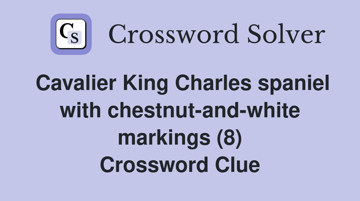 Cavalier King Charles spaniel with chestnut-and-white markings (8) Crossword Clue