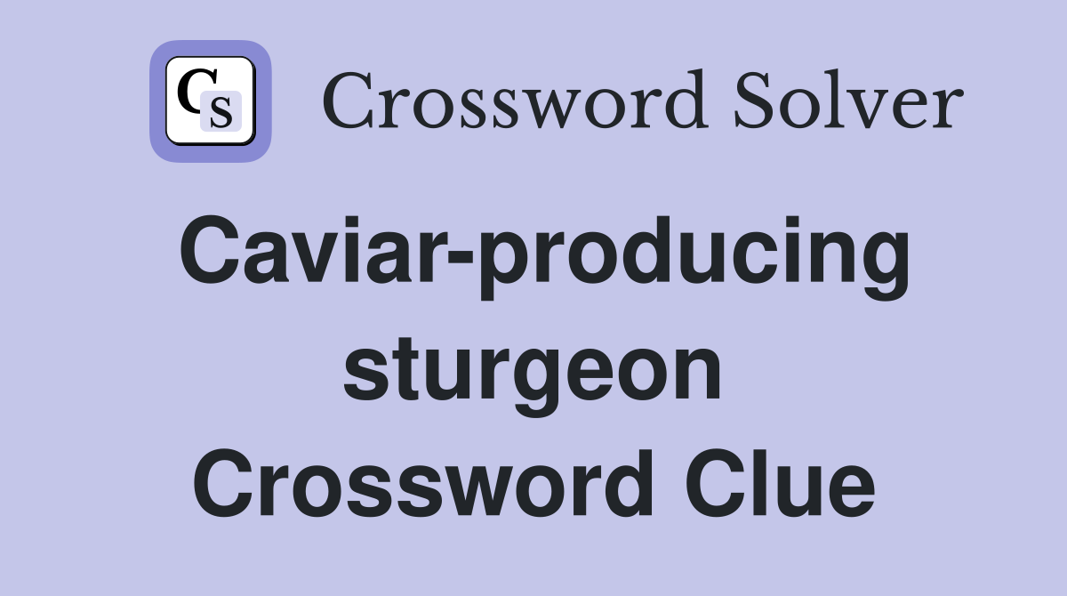 Caviar-producing sturgeon Crossword Clue