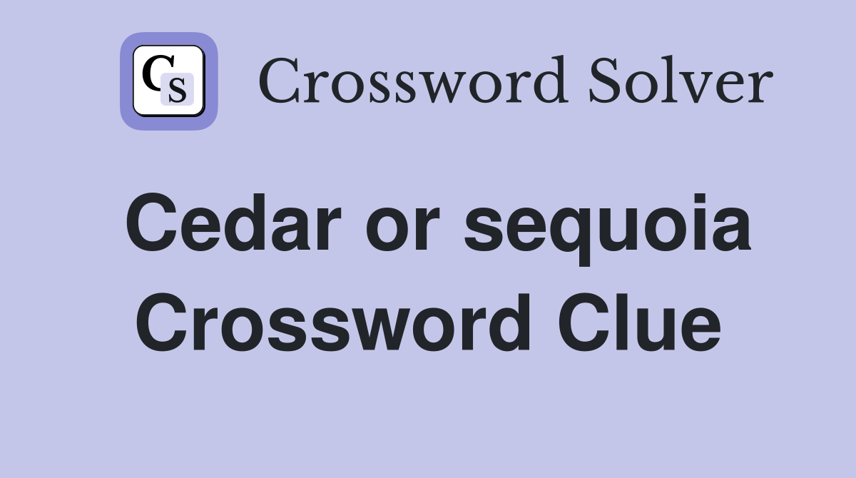 Cedar or sequoia Crossword Clue