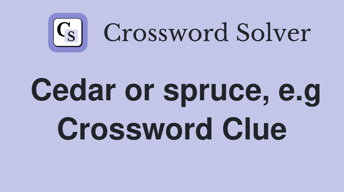 Cedar or spruce, e.g Crossword Clue
