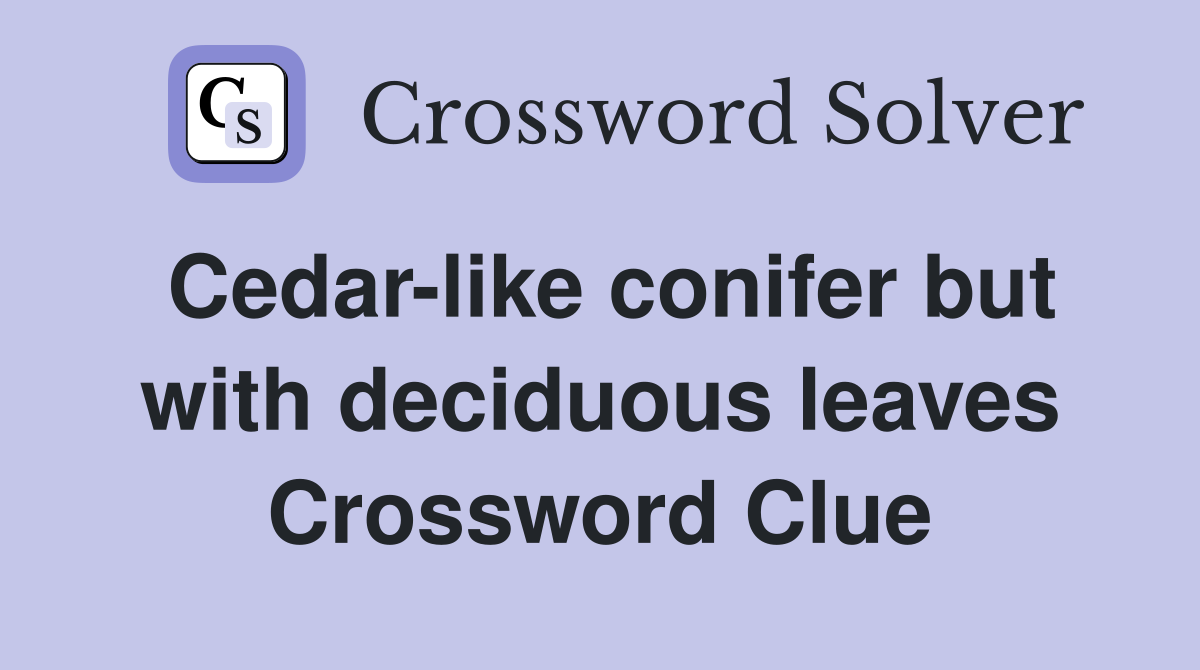 Cedar-like conifer but with deciduous leaves Crossword Clue