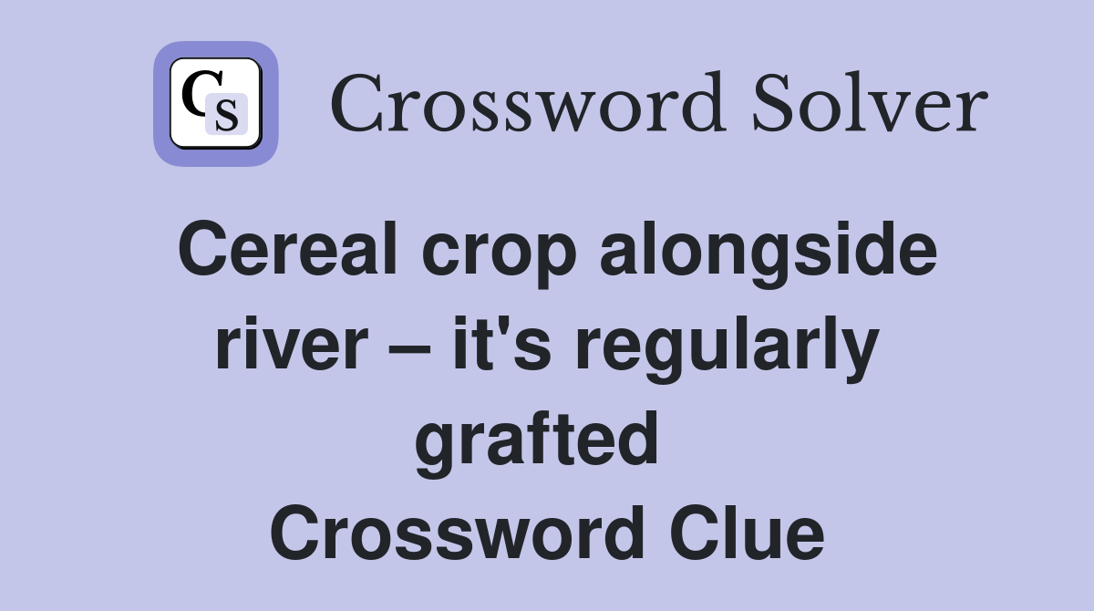 Cereal crop alongside river – it's regularly grafted  Crossword Clue