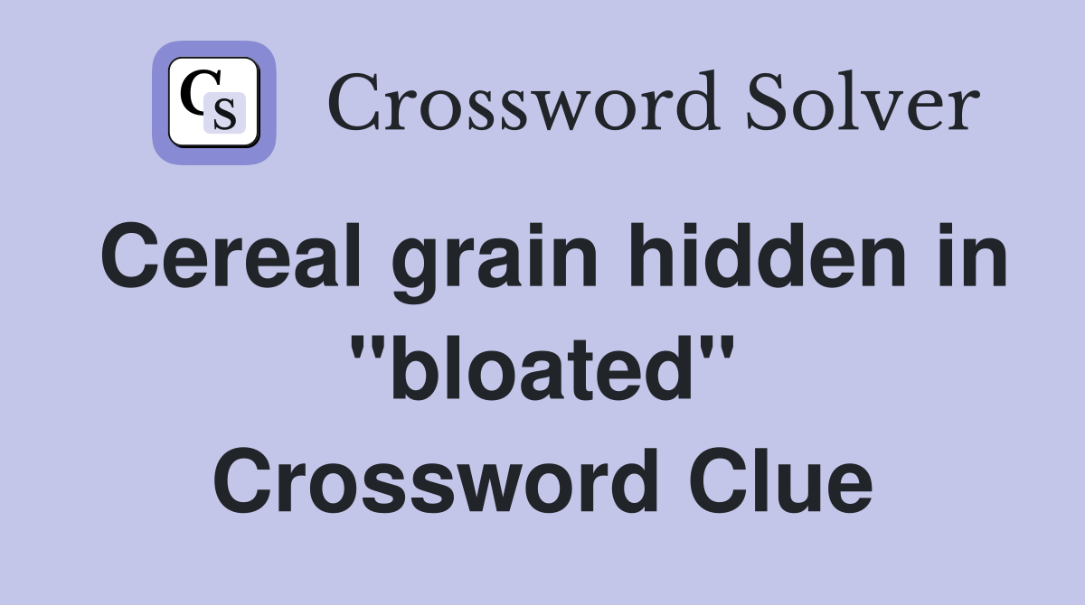 Cereal grain hidden in "bloated" Crossword Clue