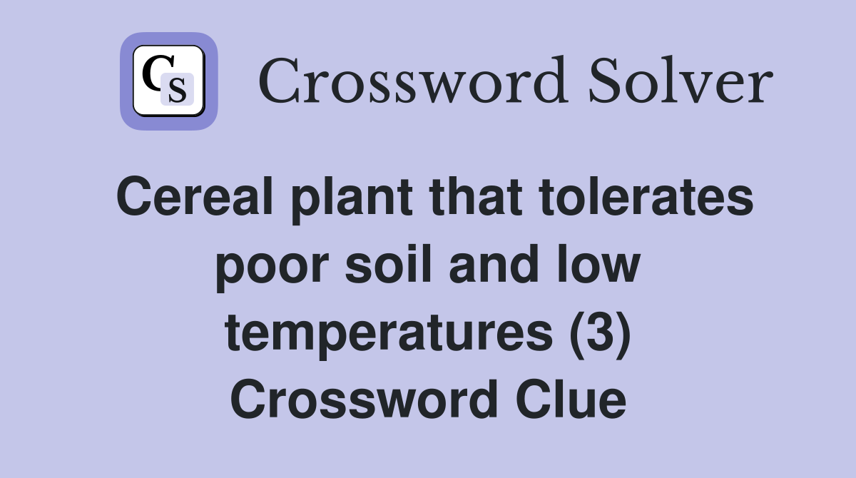 Cereal plant that tolerates poor soil and low temperatures (3) Crossword Clue