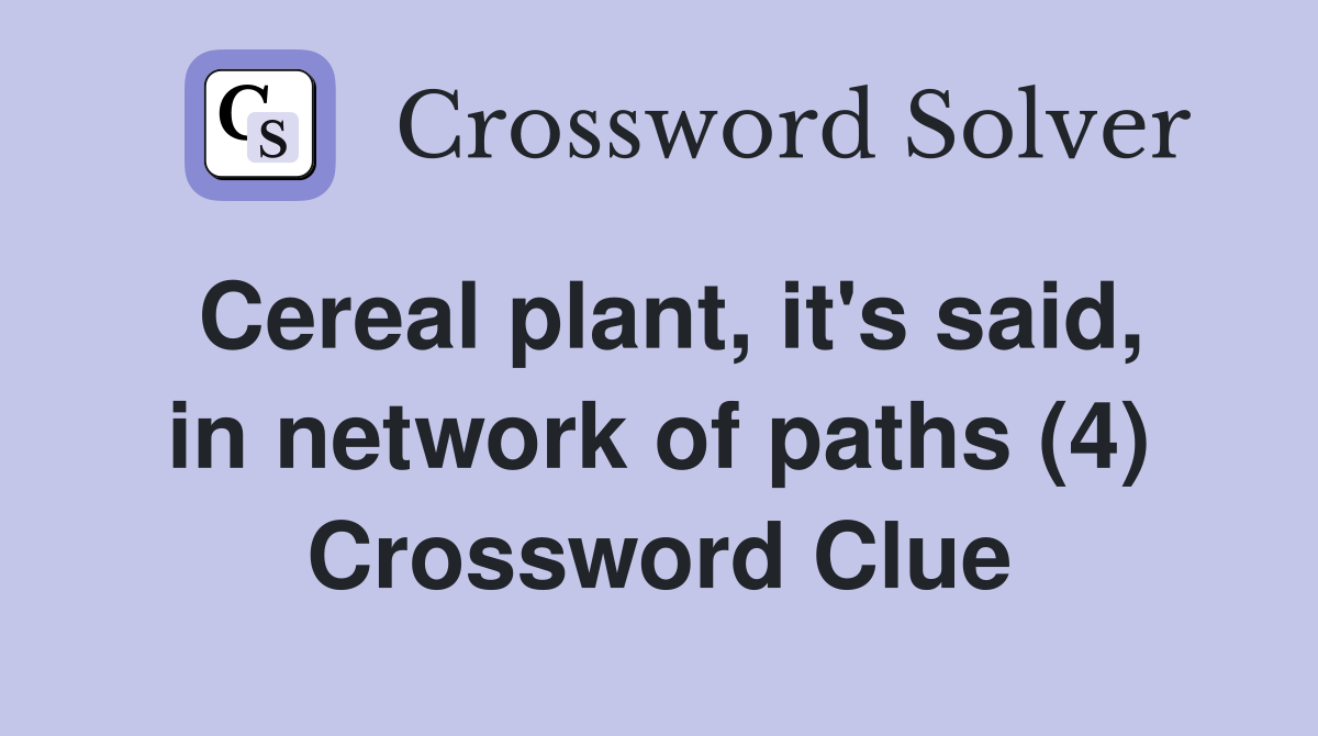 Cereal plant, it's said, in network of paths (4) Crossword Clue