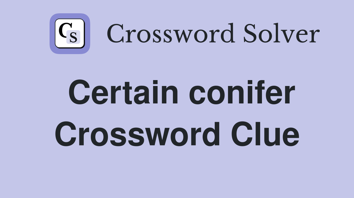 Certain conifer Crossword Clue