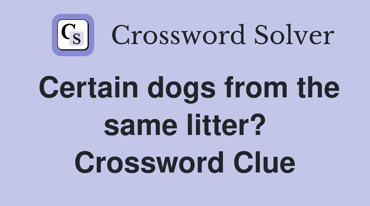 Certain dogs from the same litter? Crossword Clue