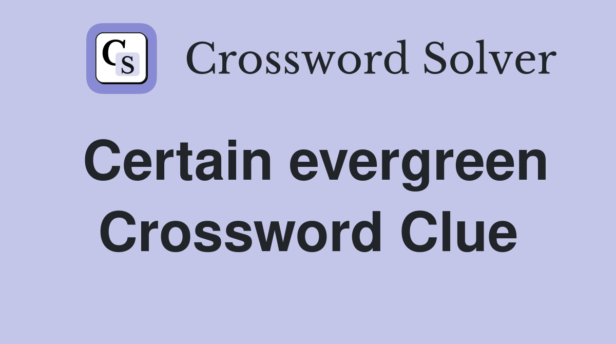 Certain evergreen Crossword Clue