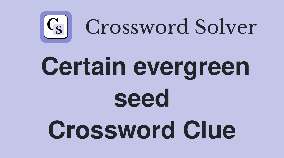 Certain evergreen seed Crossword Clue