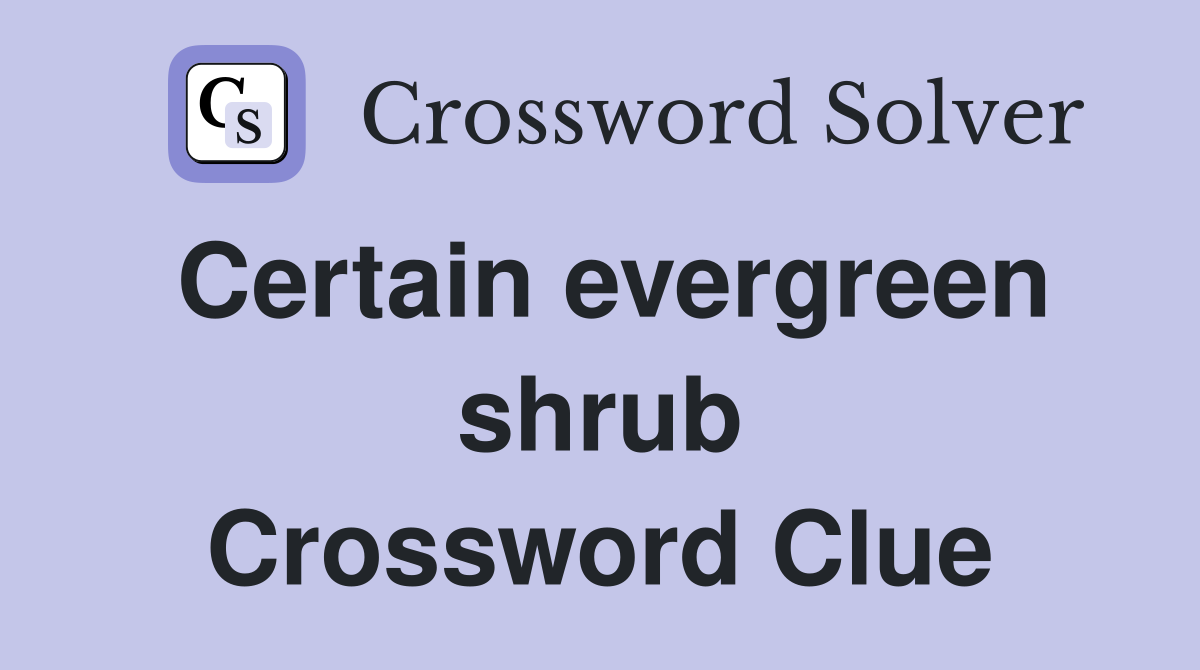Certain evergreen shrub Crossword Clue