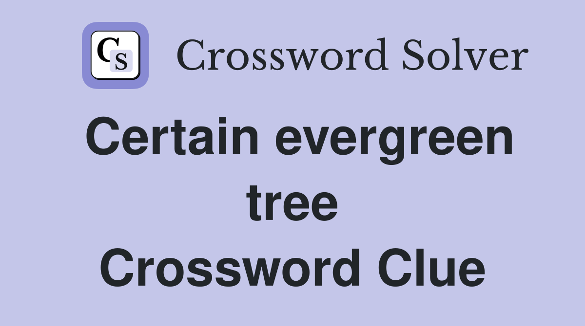 Certain evergreen tree Crossword Clue