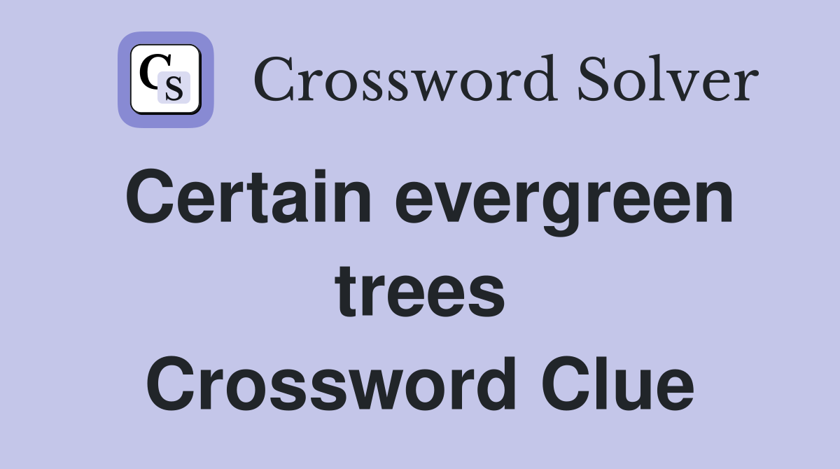 Certain evergreen trees Crossword Clue