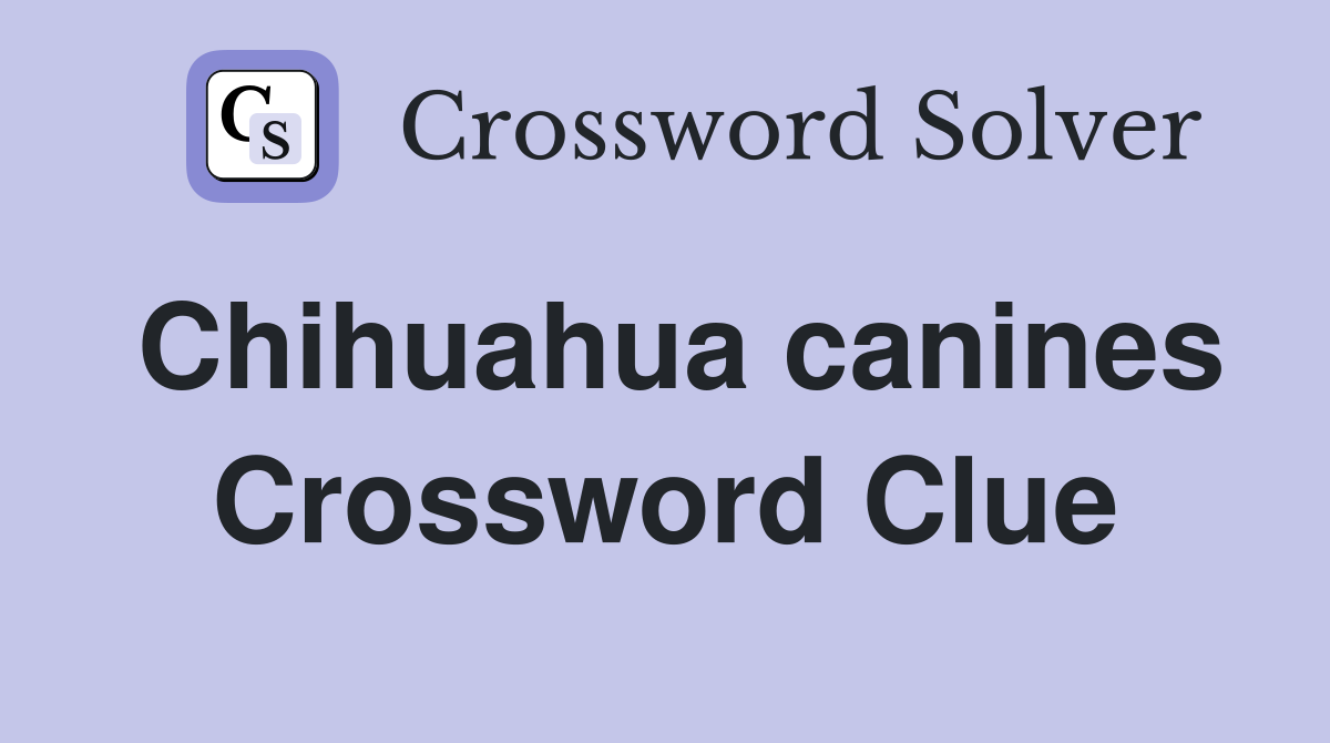 Chihuahua canines Crossword Clue