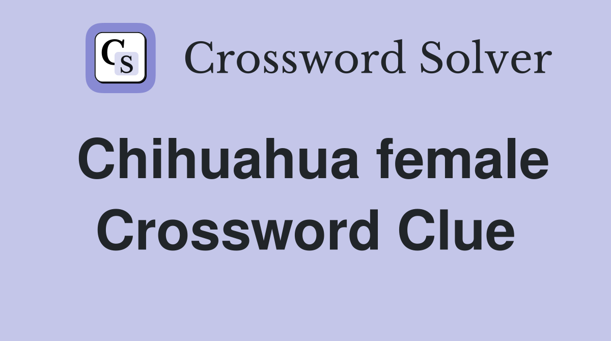 Chihuahua female Crossword Clue