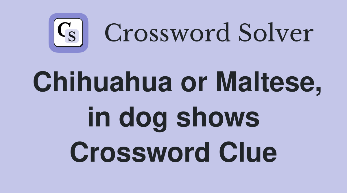 Chihuahua or Maltese, in dog shows Crossword Clue
