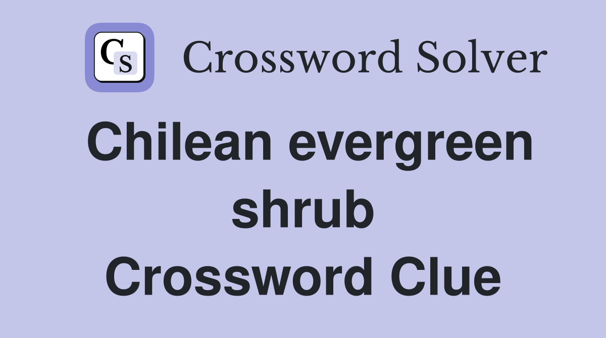 Chilean evergreen shrub Crossword Clue