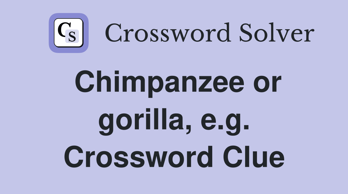 Chimpanzee or gorilla, e.g. Crossword Clue
