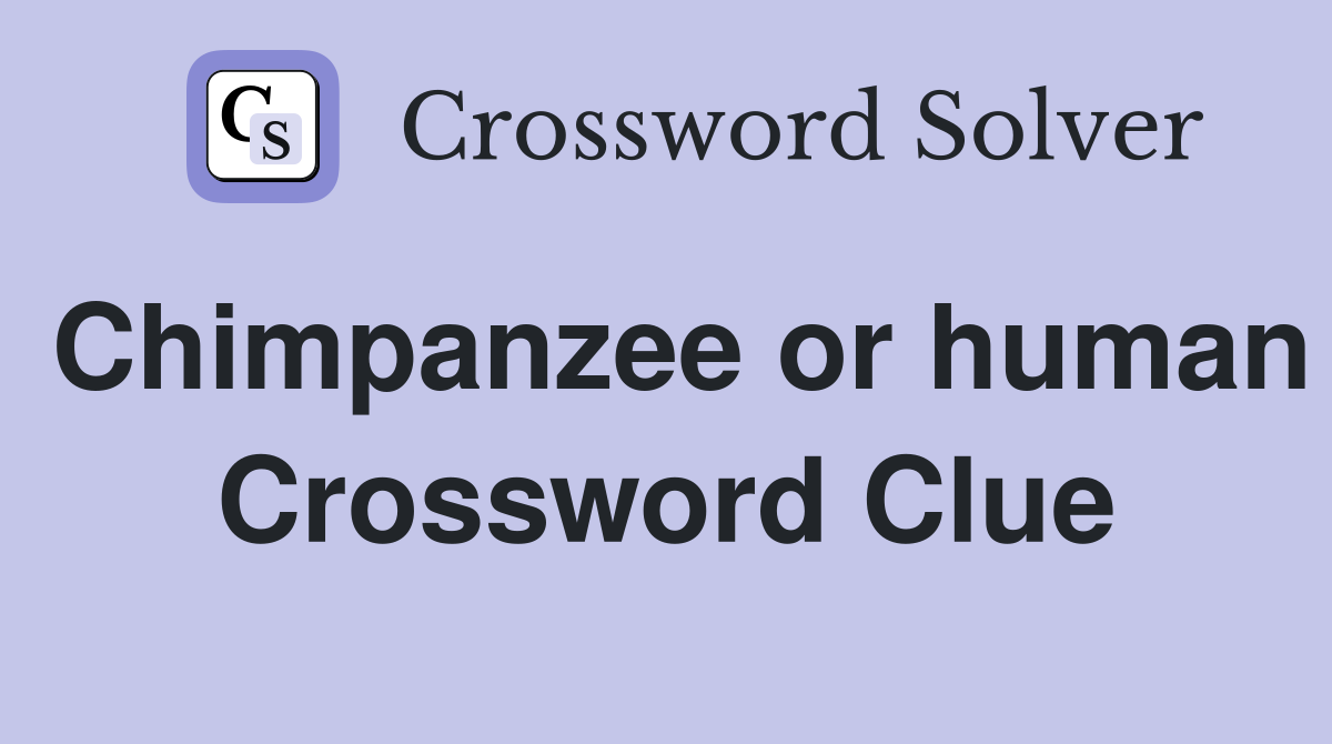 Chimpanzee or human Crossword Clue