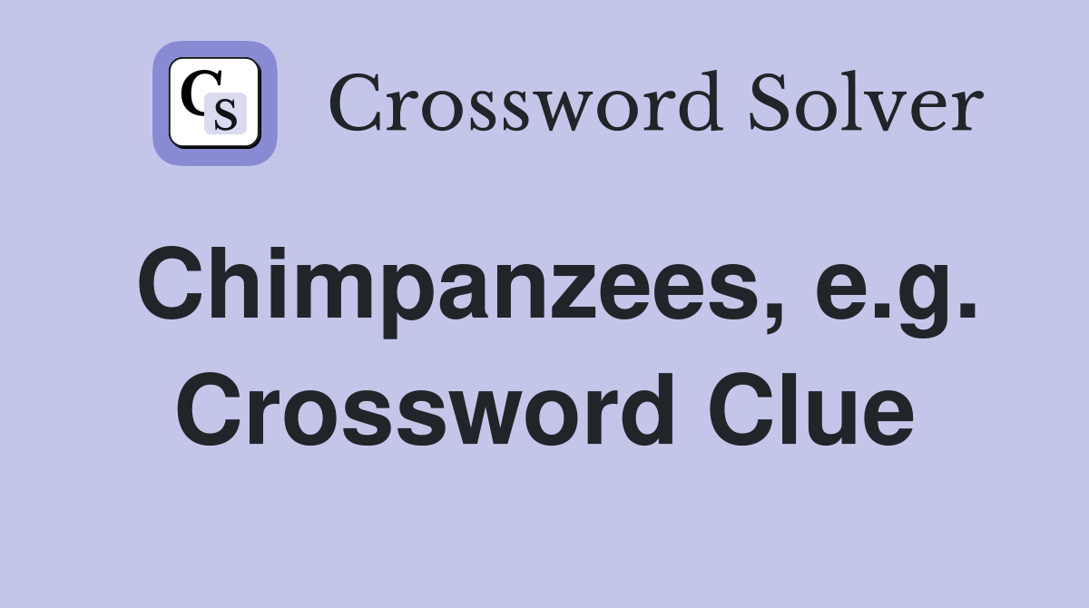 Chimpanzees, e.g. Crossword Clue