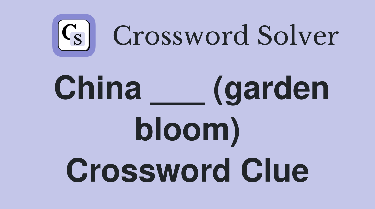 China ___ (garden bloom) Crossword Clue