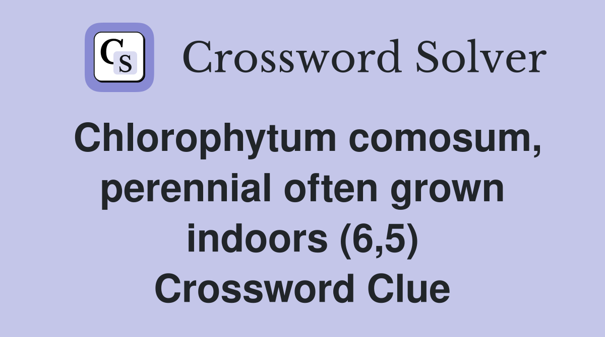 Chlorophytum comosum, perennial often grown indoors (6,5) Crossword Clue