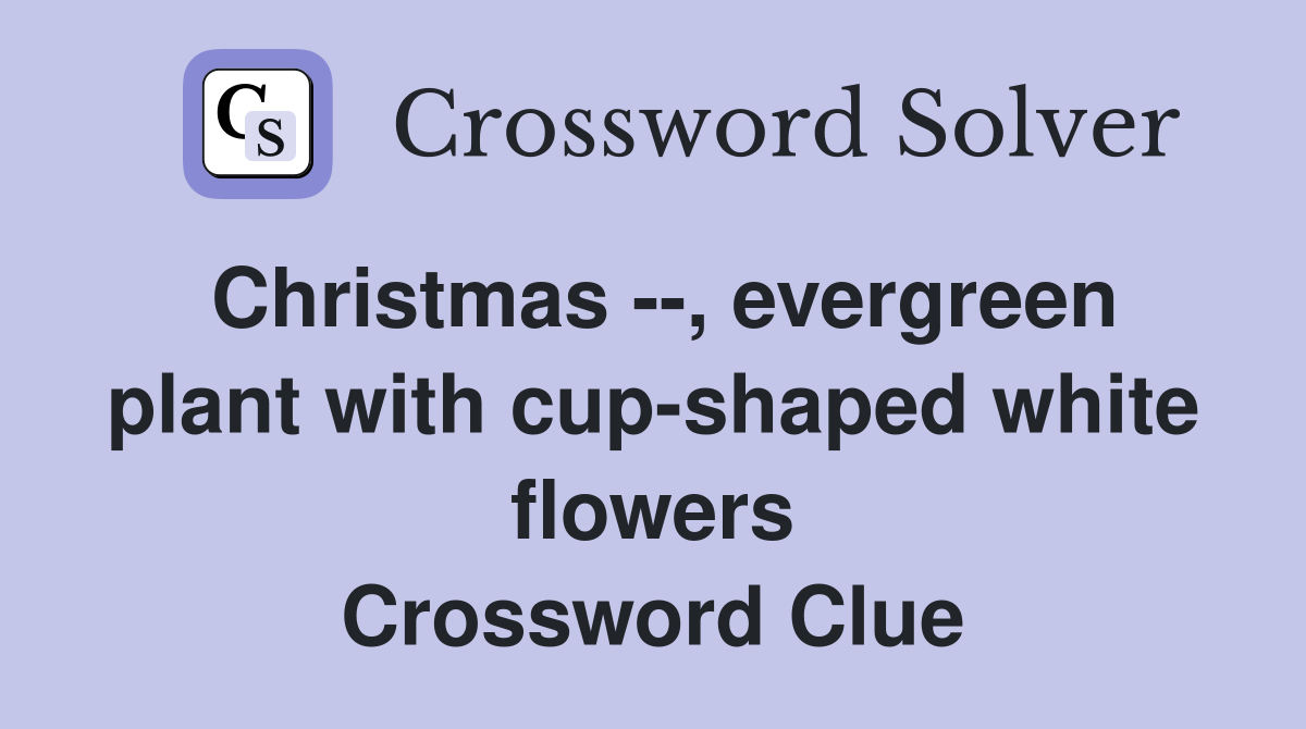 Christmas --, evergreen plant with cup-shaped white flowers Crossword Clue