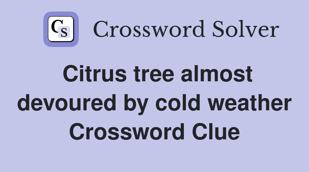 Citrus tree almost devoured by cold weather Crossword Clue