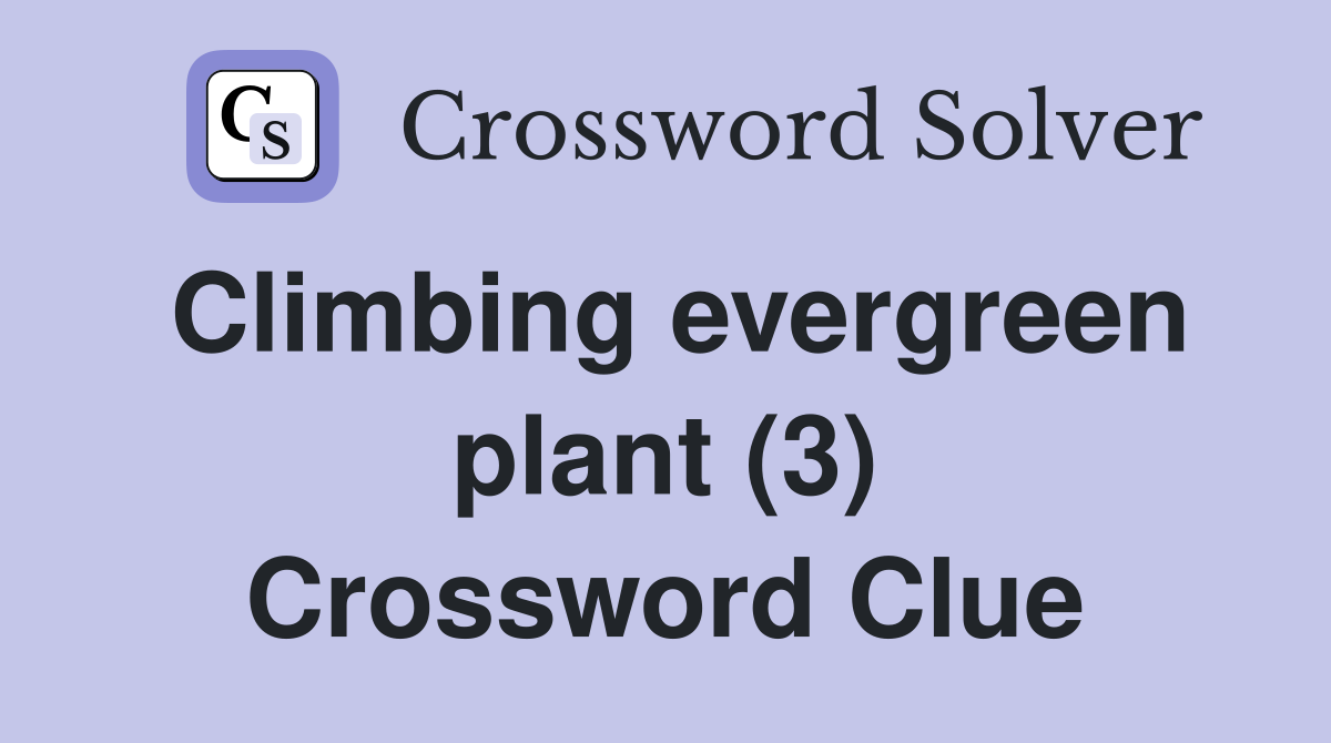 Climbing evergreen plant (3) Crossword Clue