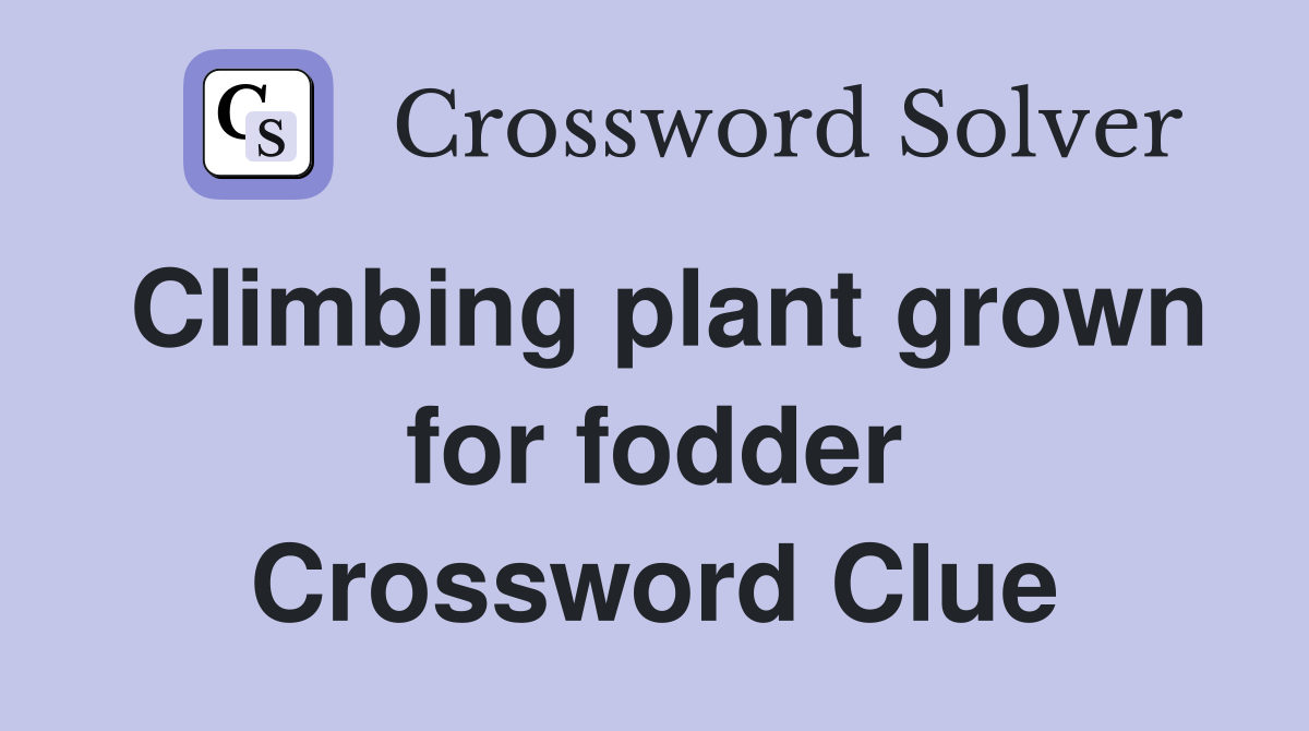 Climbing plant grown for fodder Crossword Clue