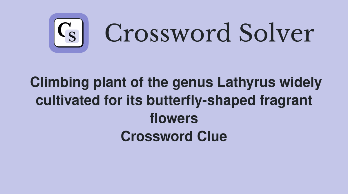 Climbing plant of the genus Lathyrus widely cultivated for its butterfly-shaped fragrant flowers Crossword Clue