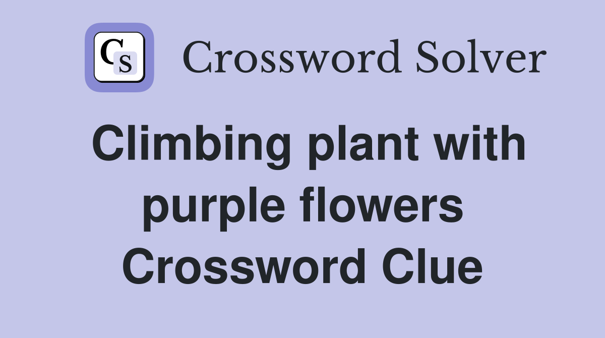 Climbing plant with purple flowers Crossword Clue
