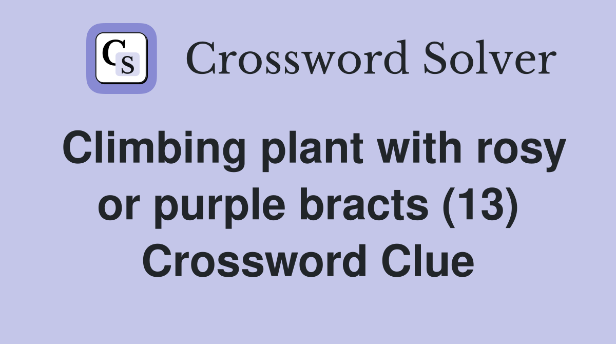 Climbing plant with rosy or purple bracts (13) Crossword Clue