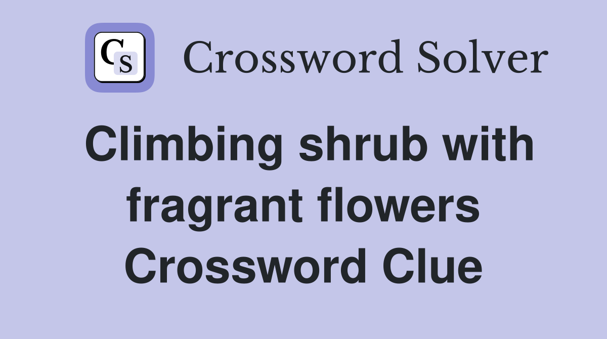 Climbing shrub with fragrant flowers Crossword Clue